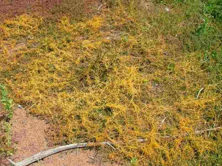 Cuscuta campestris