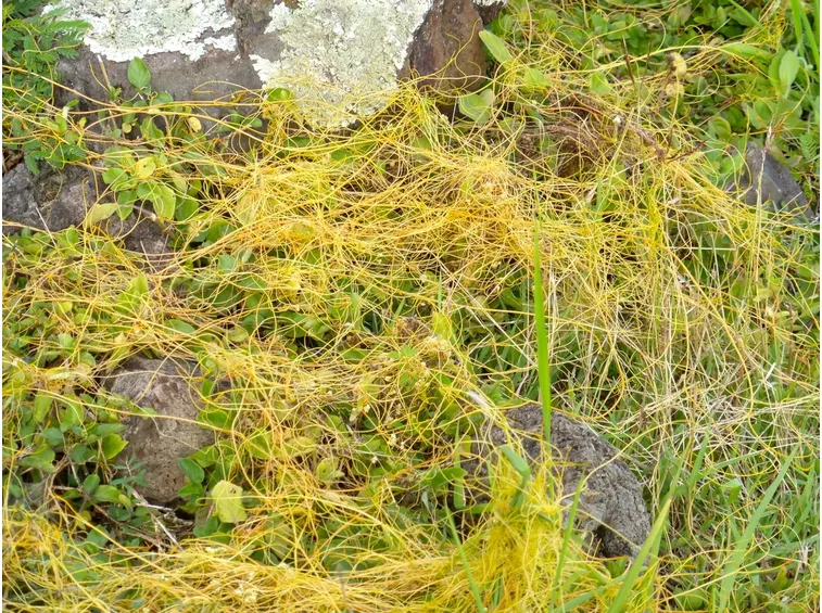 cuscuta campestris