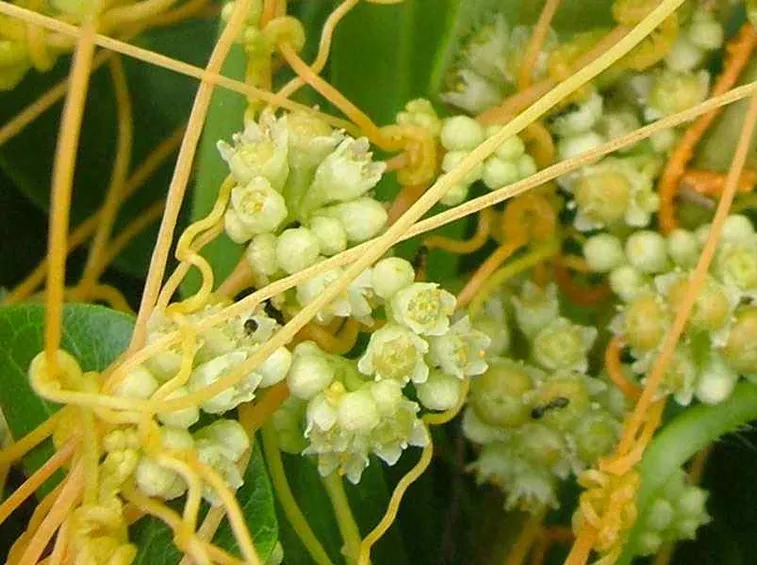 pianta di cuscuta