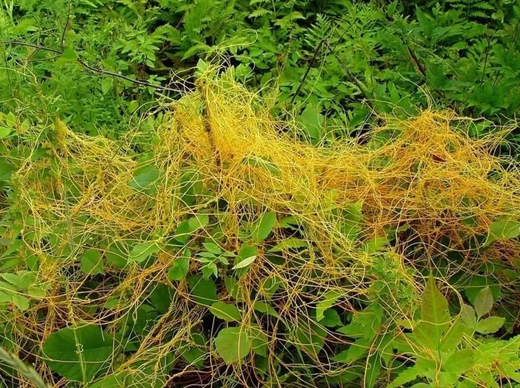cuscuta