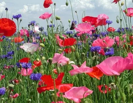 fiori di campo