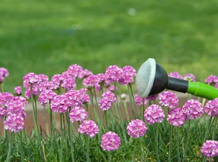 Irrigazione fiori