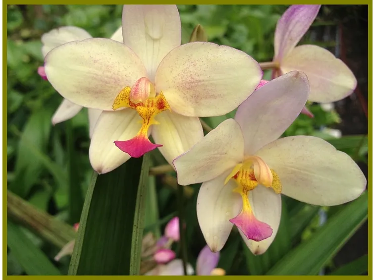 Coltivazione orchidee