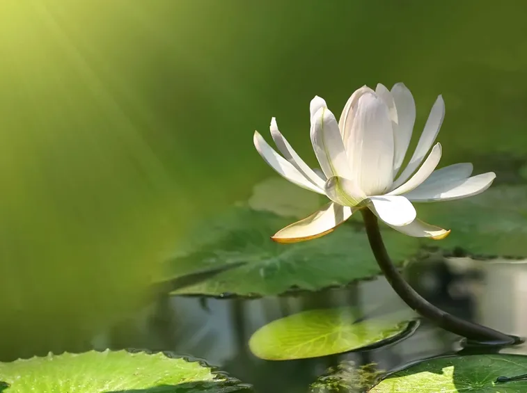 Esposizione fiore di loto