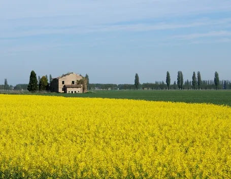 campi di colza