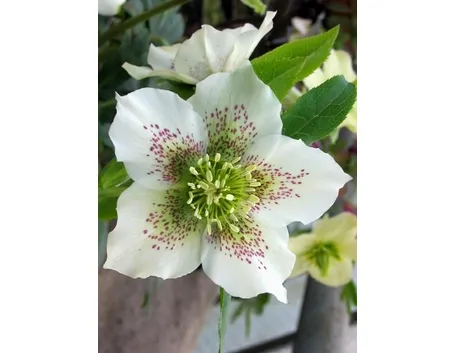 helleborus orientalis