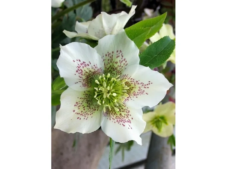helleborus orientalis