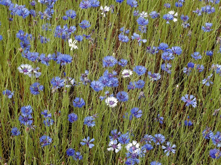 fiore del fiordaliso