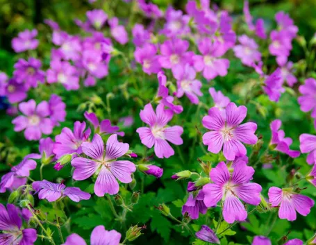 malva moschata