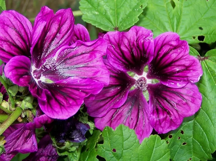fiore malva