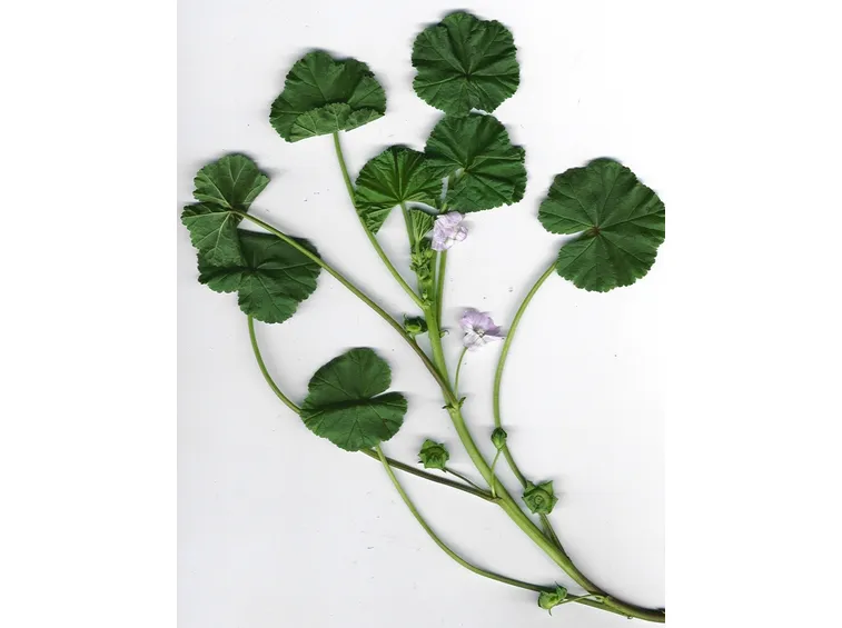 foglie di malva