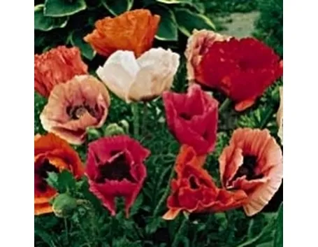 fiore del papavero