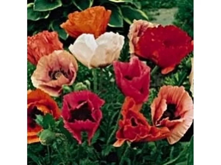 fiore del papavero