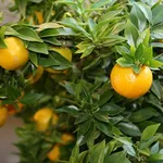 agrumi