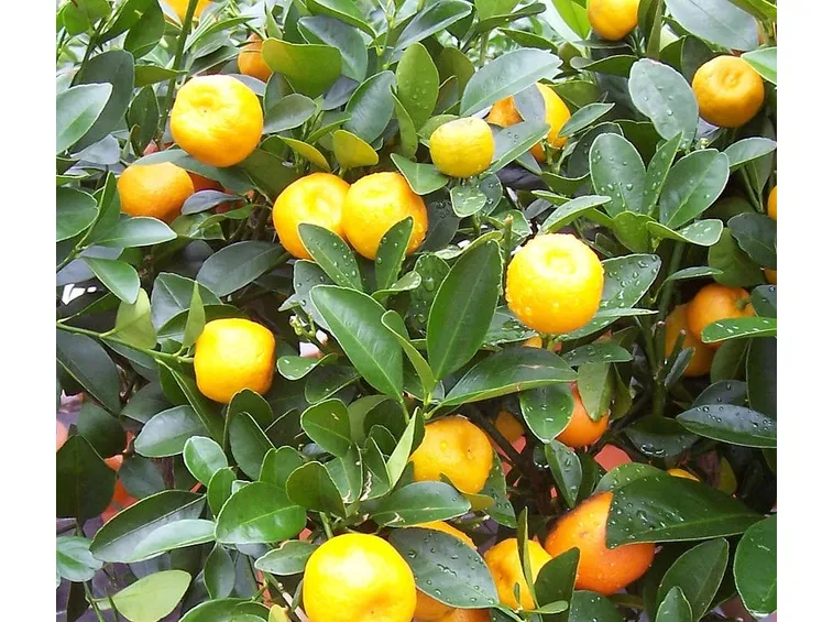 agrumi