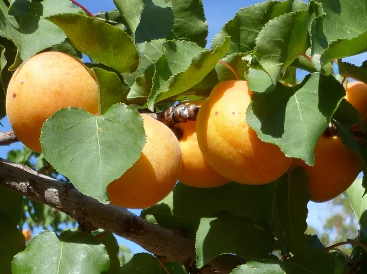 albicocche