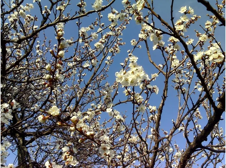 fiori albicocco