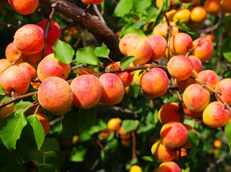 frutti di albicocco
