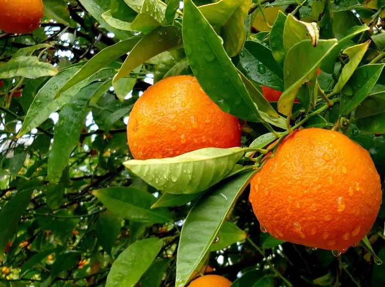arancio