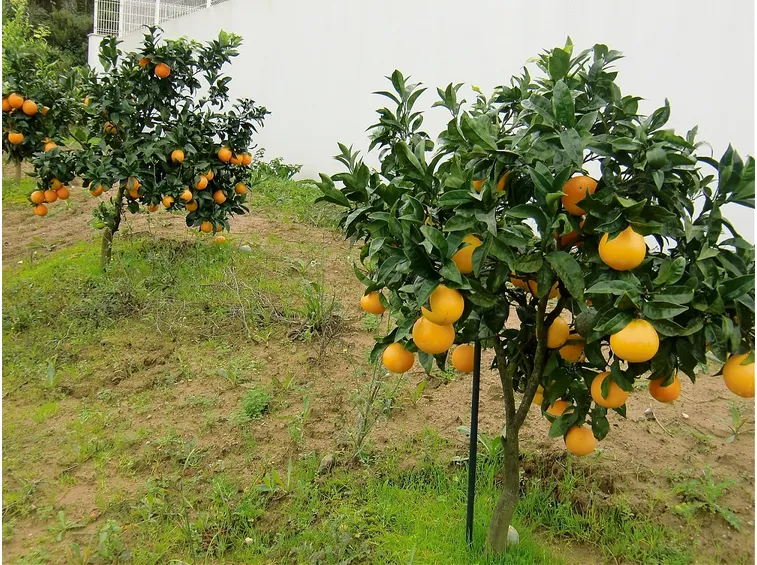 piante arancio