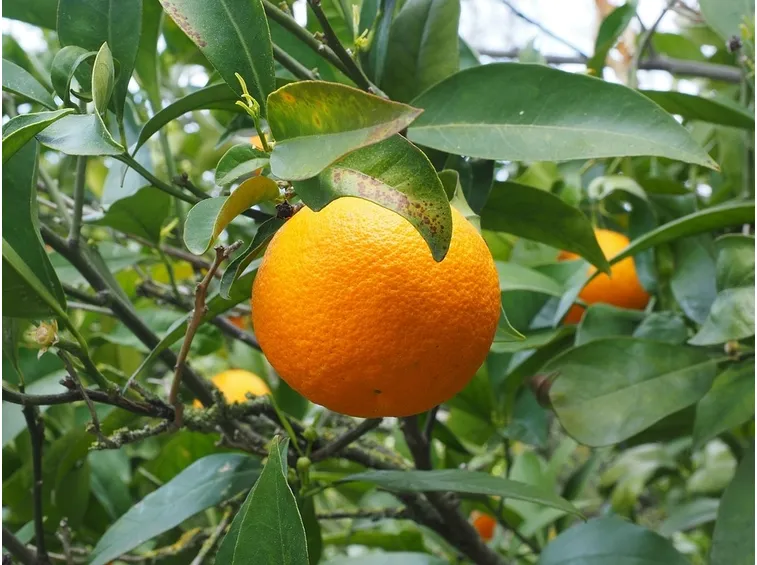 Concimazione arancio