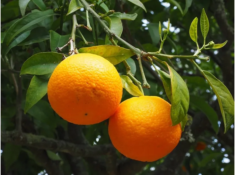 Potatura arancio