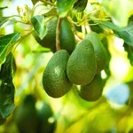 avocado frutto