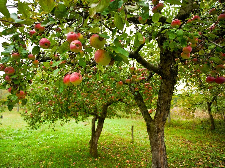 pianta di mele