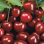 Durone nero di Vignola