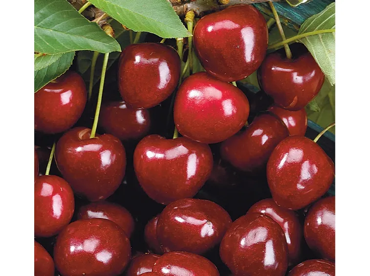 Durone nero di Vignola
