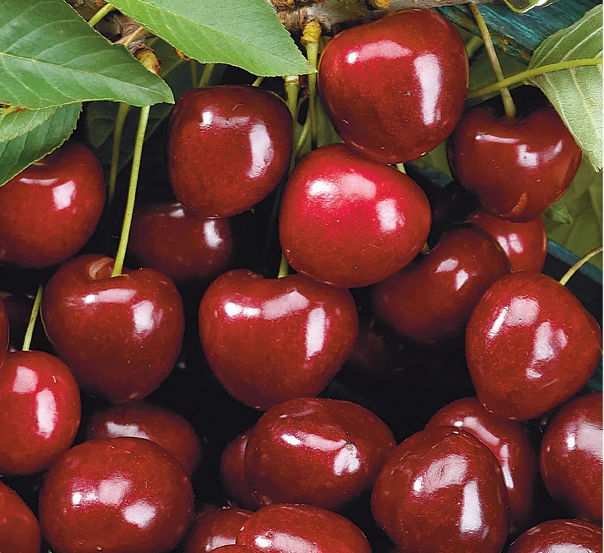 Durone nero di Vignola