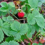 fragaria vesca