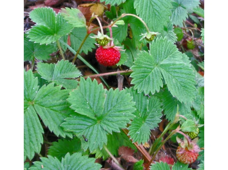 fragaria vesca