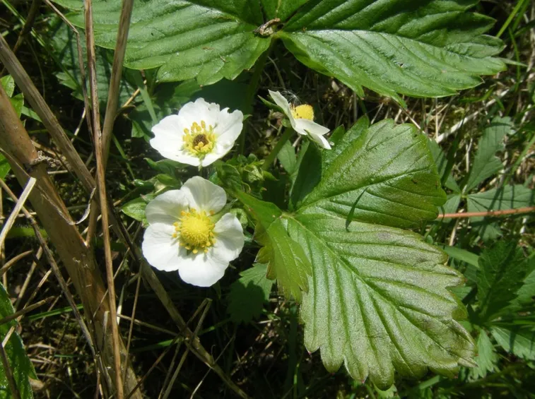 fiore fragaria