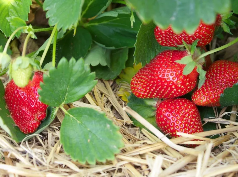 fragole