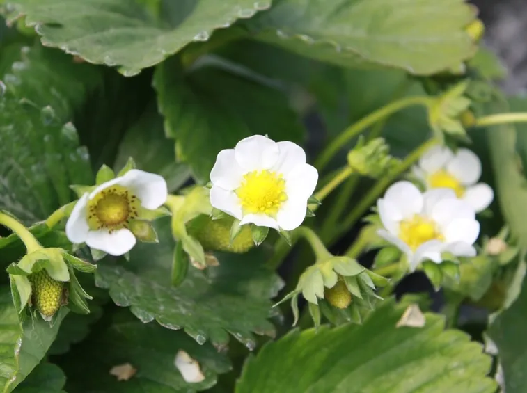 fragole fiori