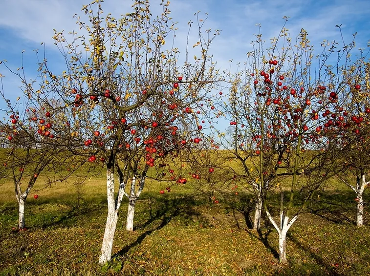 piante da frutto