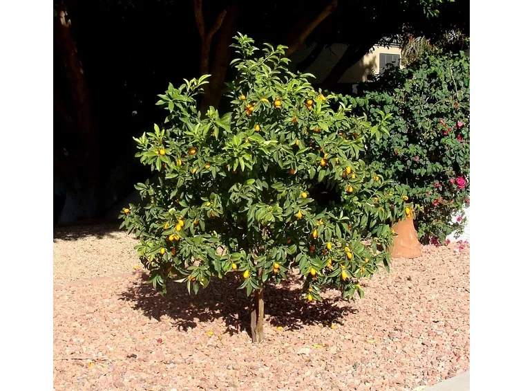 Piantare kumquat in piena terra