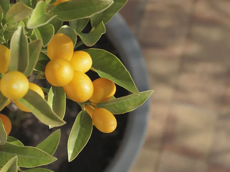 kumquat in vaso