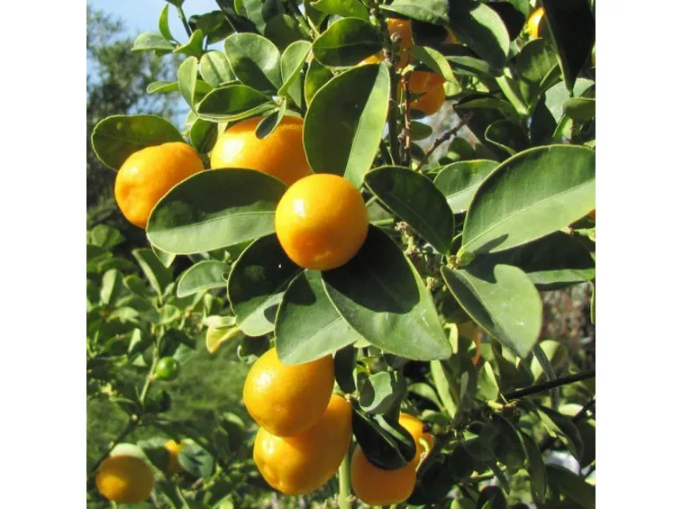 Potatura kumquat