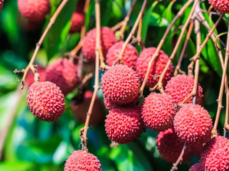 litchi irrigazione