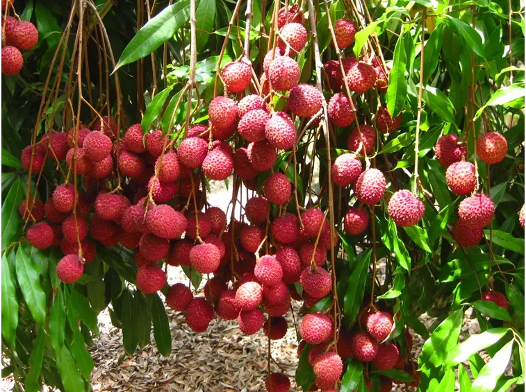 litchis