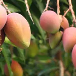 mango frutti