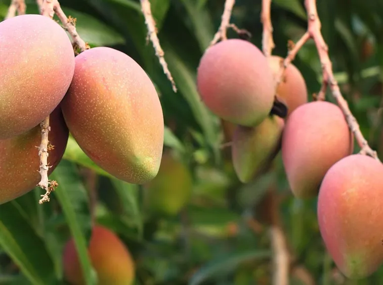 mango frutti