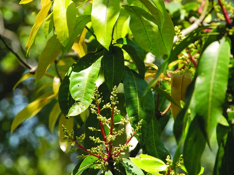 pianta di mango