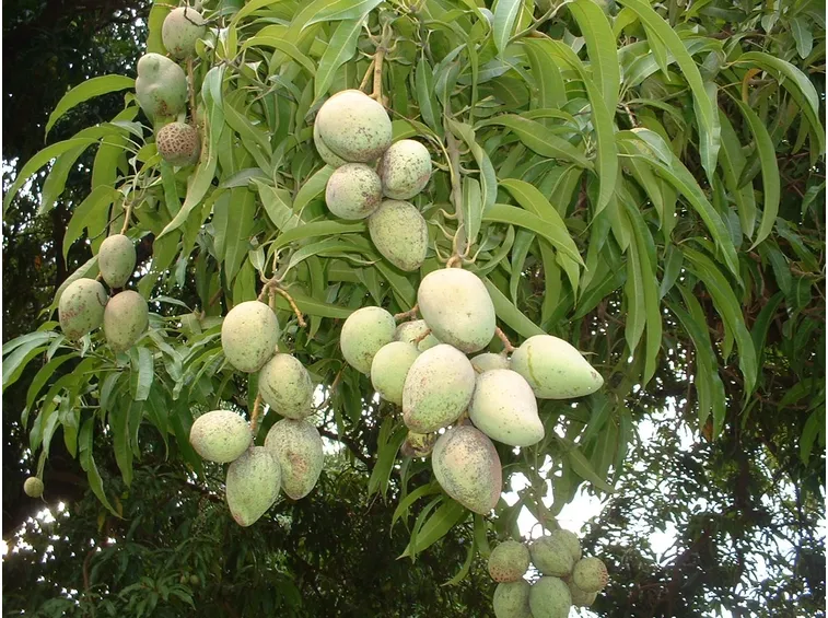 frutti in mango