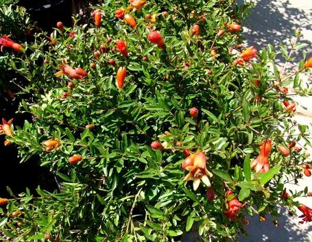 fiori melograno