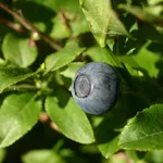 mirtillo