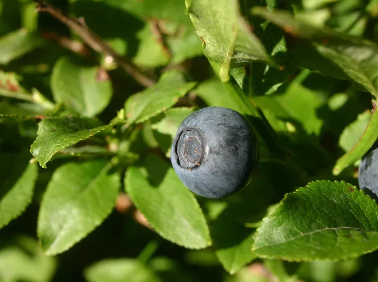 mirtillo