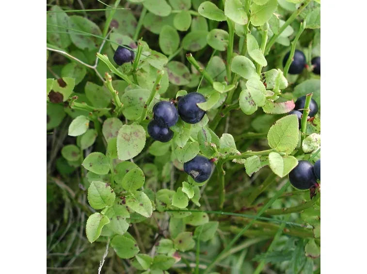 mirtilli